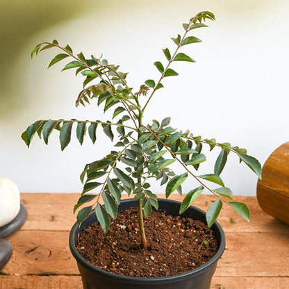 Sacred Pooja Plants Pack