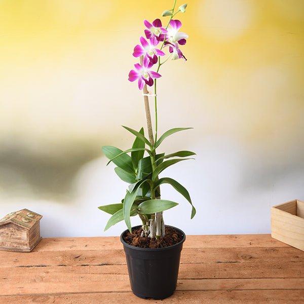 Dendrobium Orchid Mixed - 7" Pot