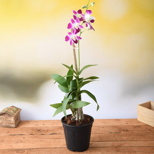 Dendrobium Orchid Mixed - 7" Pot
