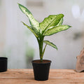 Dieffenbachia Amoena Tropic Snow - 6" Pot