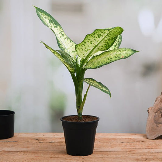 Dieffenbachia Amoena Tropic Snow Plant in 6 inch Pot