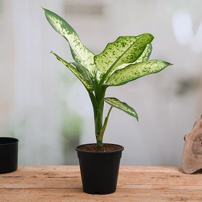 dieffenbachia amoena tropic snow plant in 6 inch (15 cm) pot 