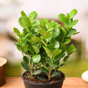 Ficus Long Island - 5" Pot