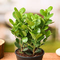 Ficus Microcarpa - 5" Pot