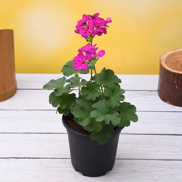 Geranium Pink - 5" Pot