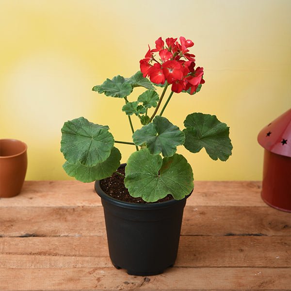 Geranium Ivy, Geranium Creeper Red - 5" Pot