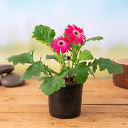 Gerbera Mixed - 5" Pot