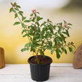 Firebush - 8" Pot