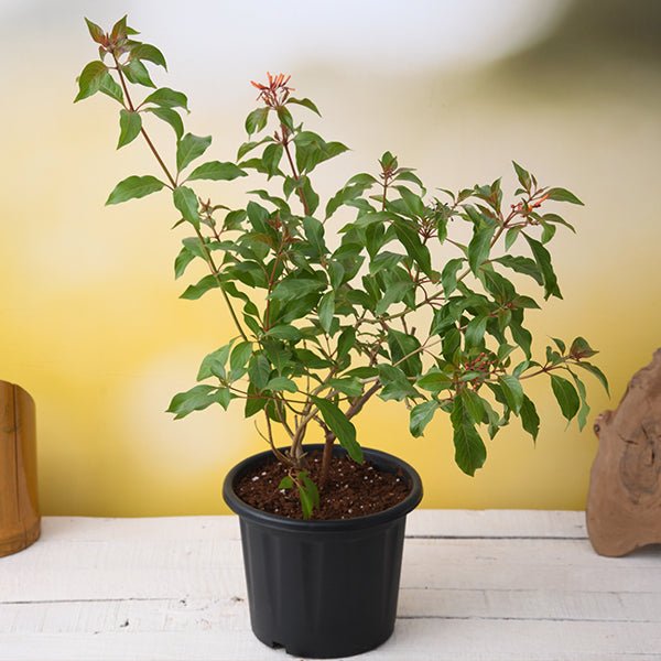 Firebush - 8" Pot