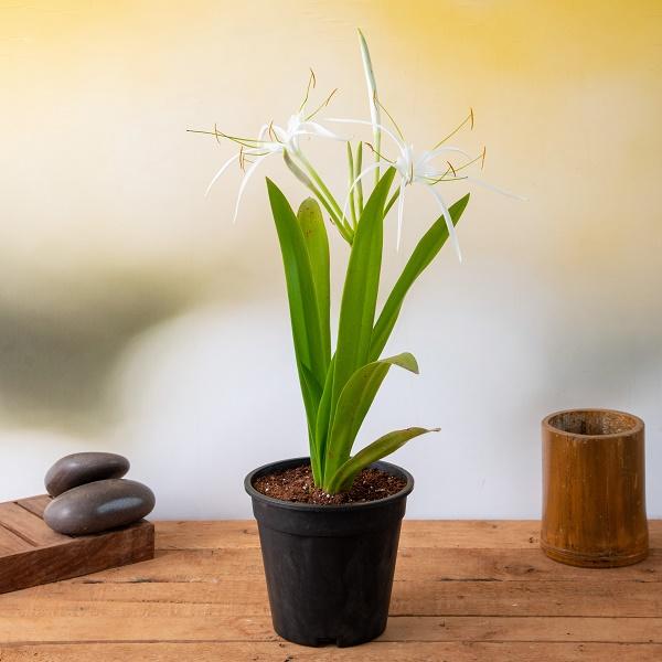 Hymenocallis Caribaea - 5" Pot
