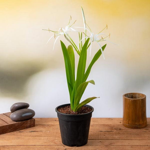 Hymenocallis Caribaea - 5" Pot