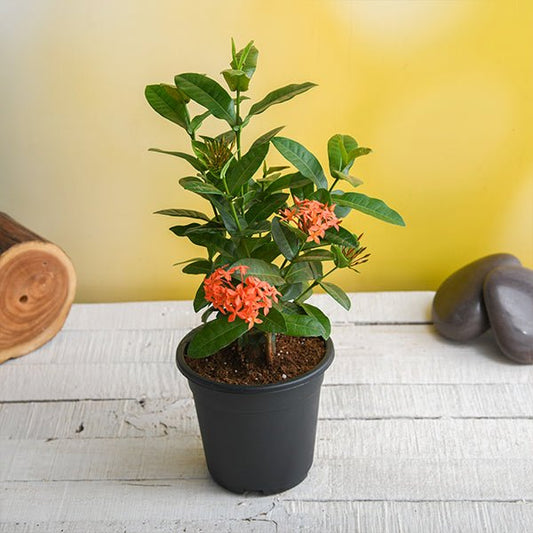 ixora (any color) plant in 5 inch (13 cm) pot 