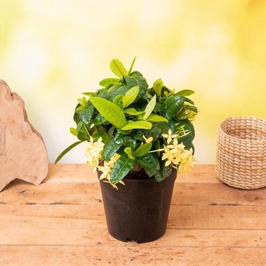 Ixora Dwarf (Yellow) Plant in 5 inch Pot