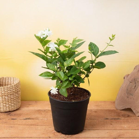 Kids Gardening Plants Trio