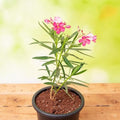 Oleander Pink - 6" Pot
