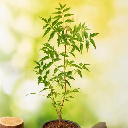 neem - plant