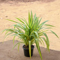 Screw Pine Golden - 5" Pot