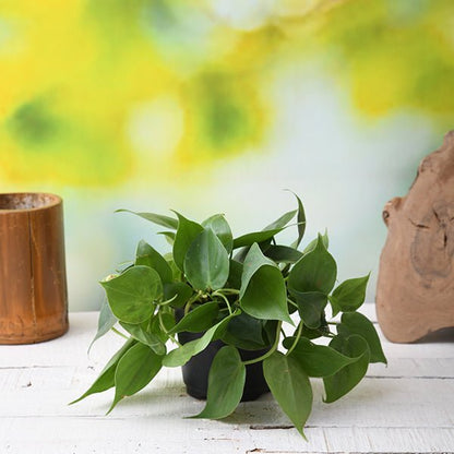 Philodendron Scandens Oxycardium Plant in 4 inch Pot