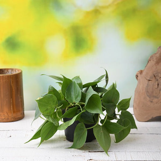philodendron scandens oxycardium plant in 4 inch (10 cm) pot 