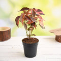 Copper Leaf Croton - 5" Pot