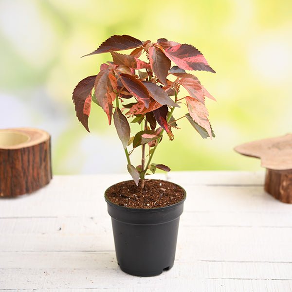 Copper Leaf Croton - 5" Pot