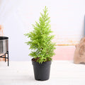 Cypress Golden Golden - 10" Pot