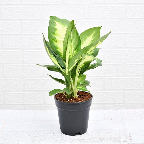 Dieffenbachia Maculata Plant in 6 inch Pot