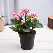 Kalanchoe Pink - 6" Pot