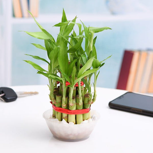 Bedroom Plant Trio for Better Sleep