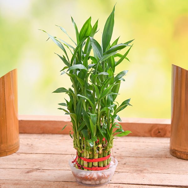 3 Layer Lucky Bamboo Plant In Round Plastic Bowl and Pebbles
