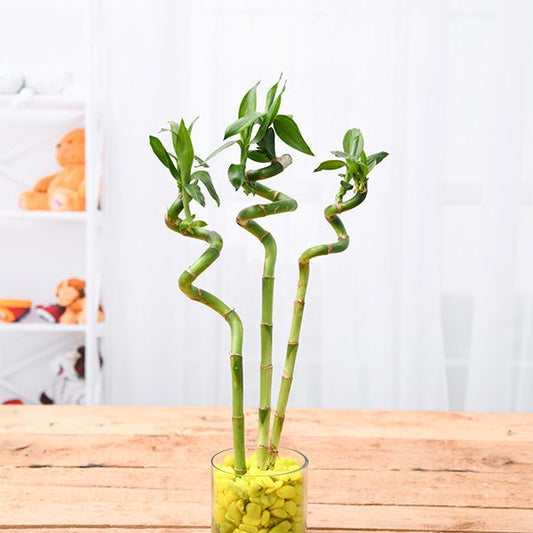 60 cm spiral stick lucky bamboo plant - plant