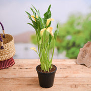 Calla Lily Mixed - 6" Pot