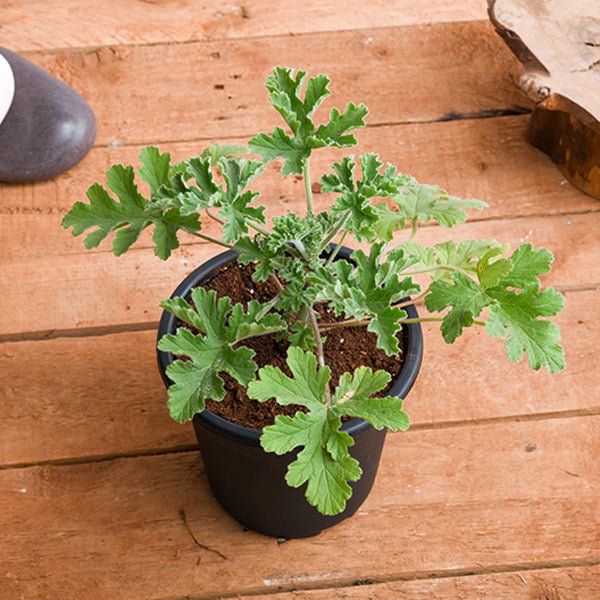 Diwali Special Plants Pack
