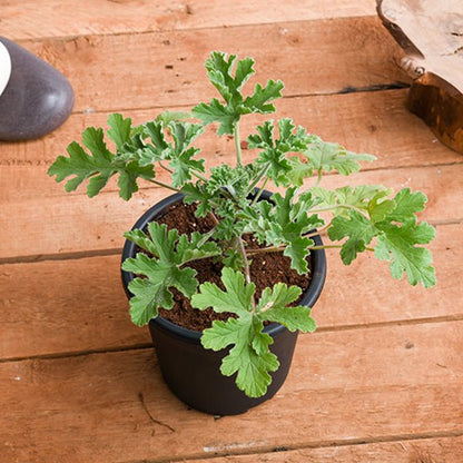 Diwali Special Plants Pack