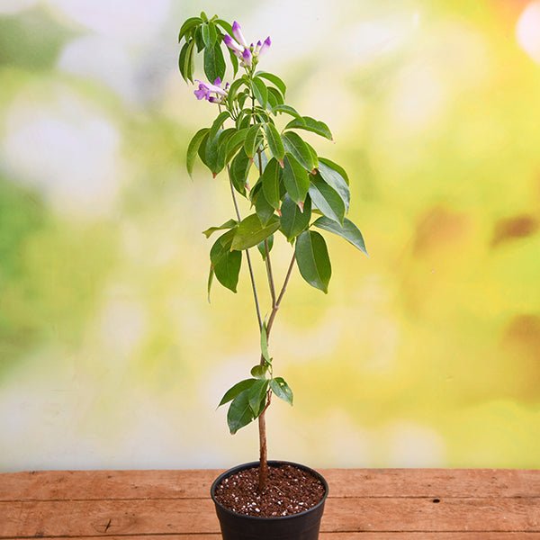 Garlic Creeper - 6" Pot