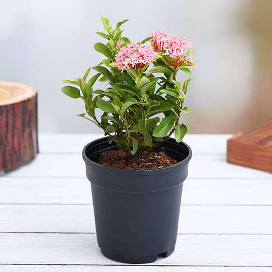 Ixora Mini Dwarf (Pink) Plant in 10 inch Grow Bag
