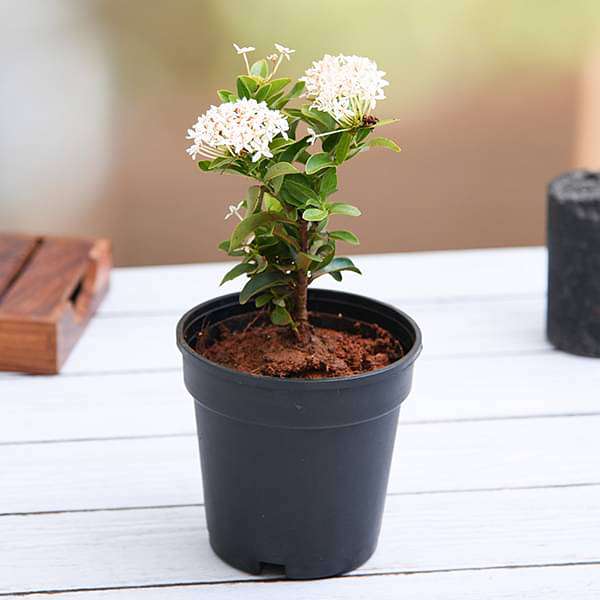 Ixora Mini Dwarf (White) Plant in 5 inch Pot