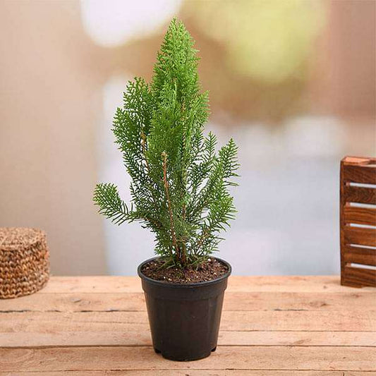 Morpankhi, Thuja Compacta Plant in 6 inch Pot