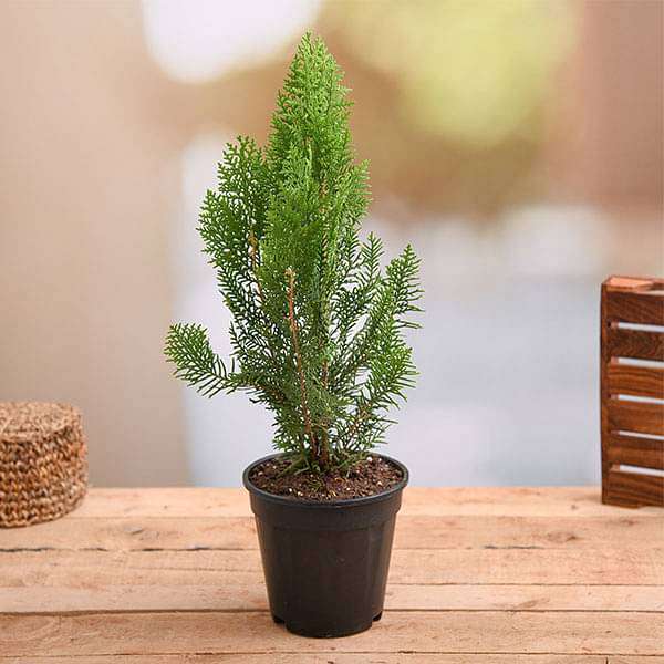 Morpankhi - 12" Pot