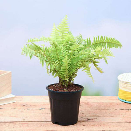 Golden Fern, Pivla Fern Plant in 5 inch Pot