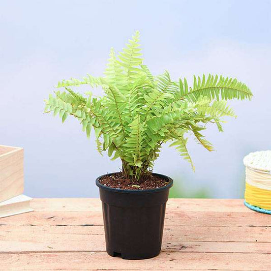 Golden Fern, Pivla Fern Plant in 5 inch Pot