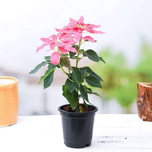 poinsettia 