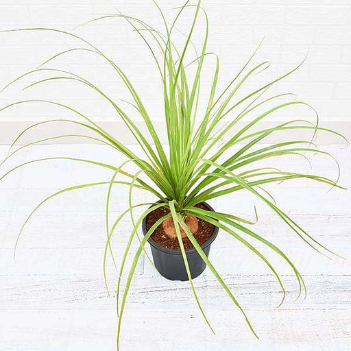 Pony Tail Palm - 10" Grow bag