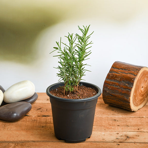 rosemary plant 