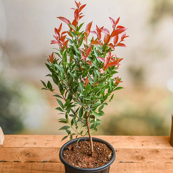 Syzygium Campanulatum - 10" Grow bag
