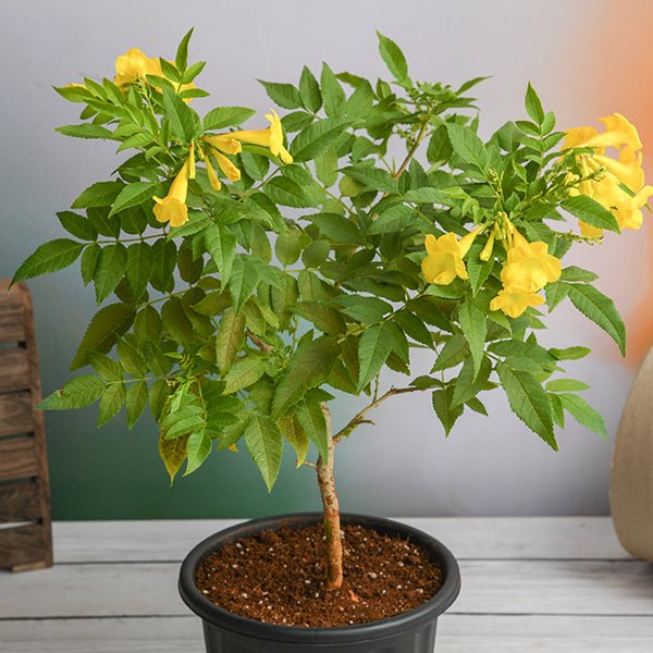Yellow Elder Yellow - 7" Pot
