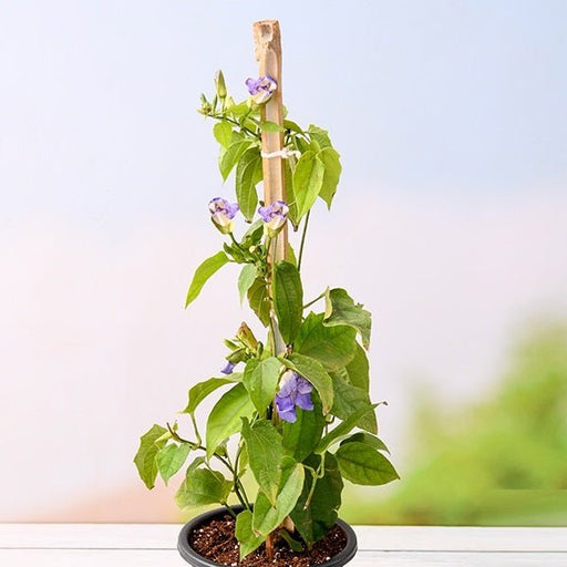 Thunbergia Laurifolia - 8" Pot