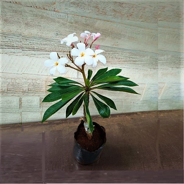 Plumeria Singapore Dwarf (White Pink) - 10" Grow bag