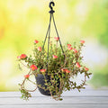 Portulaca 10 O'Clock Mixed - 7" Hanging basket