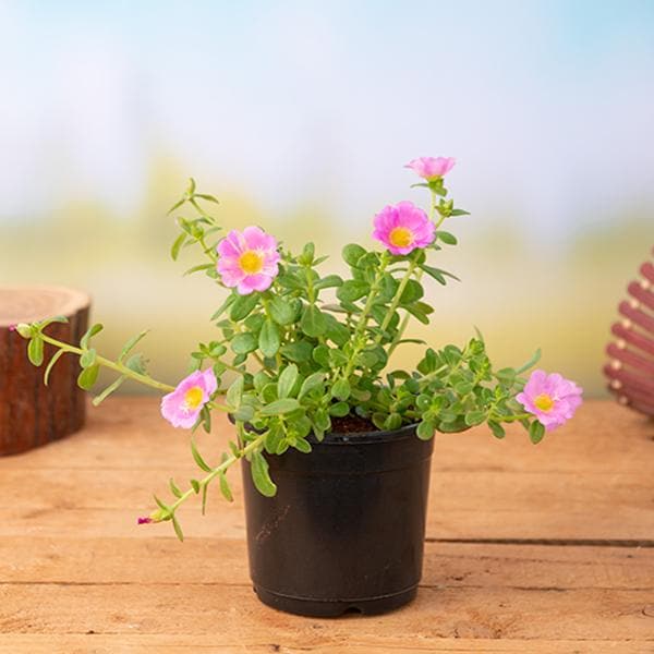Portulaca 10 O'Clock Mixed - 6" Pot
